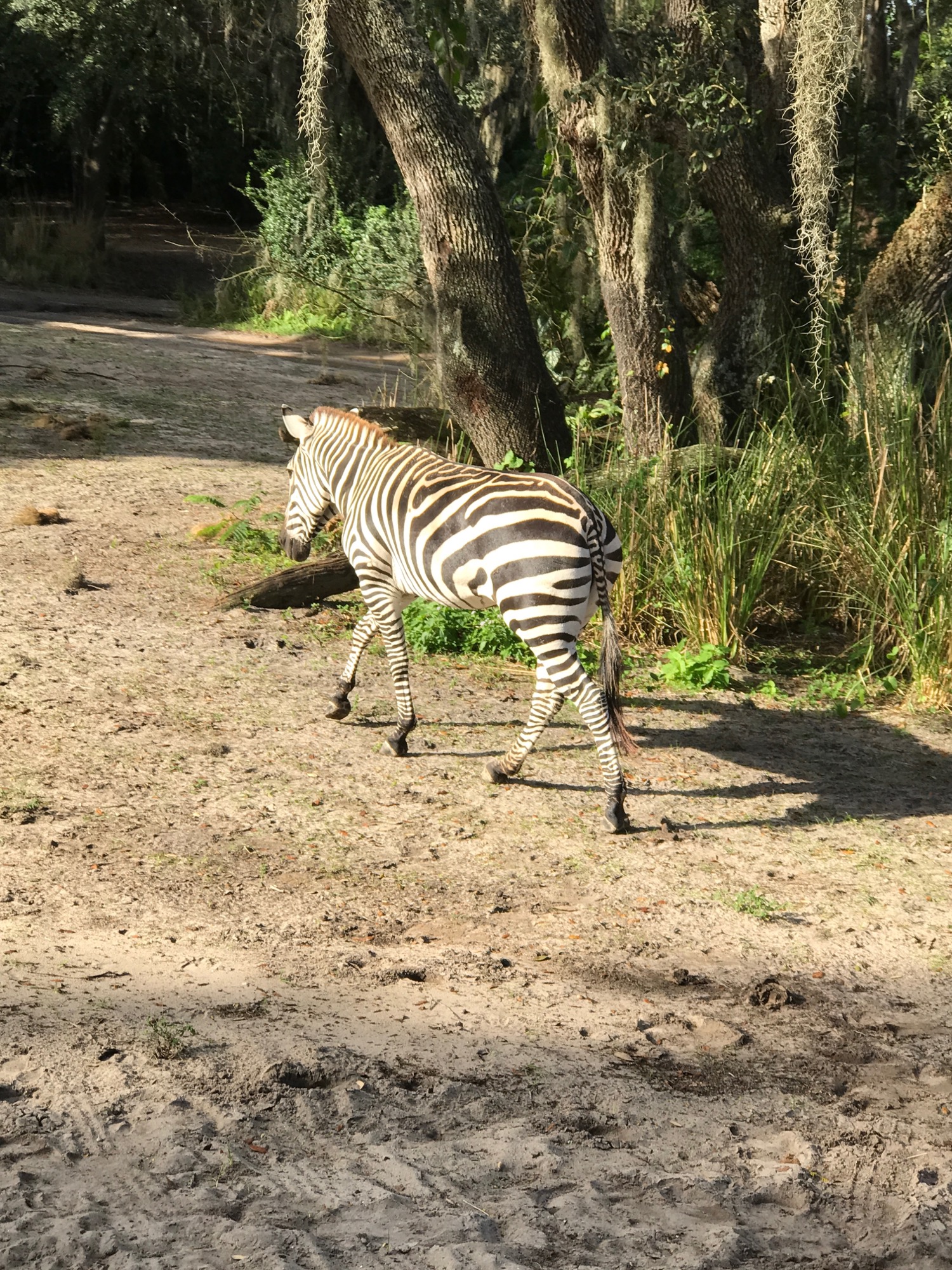 disney-trip-2016-102 photo