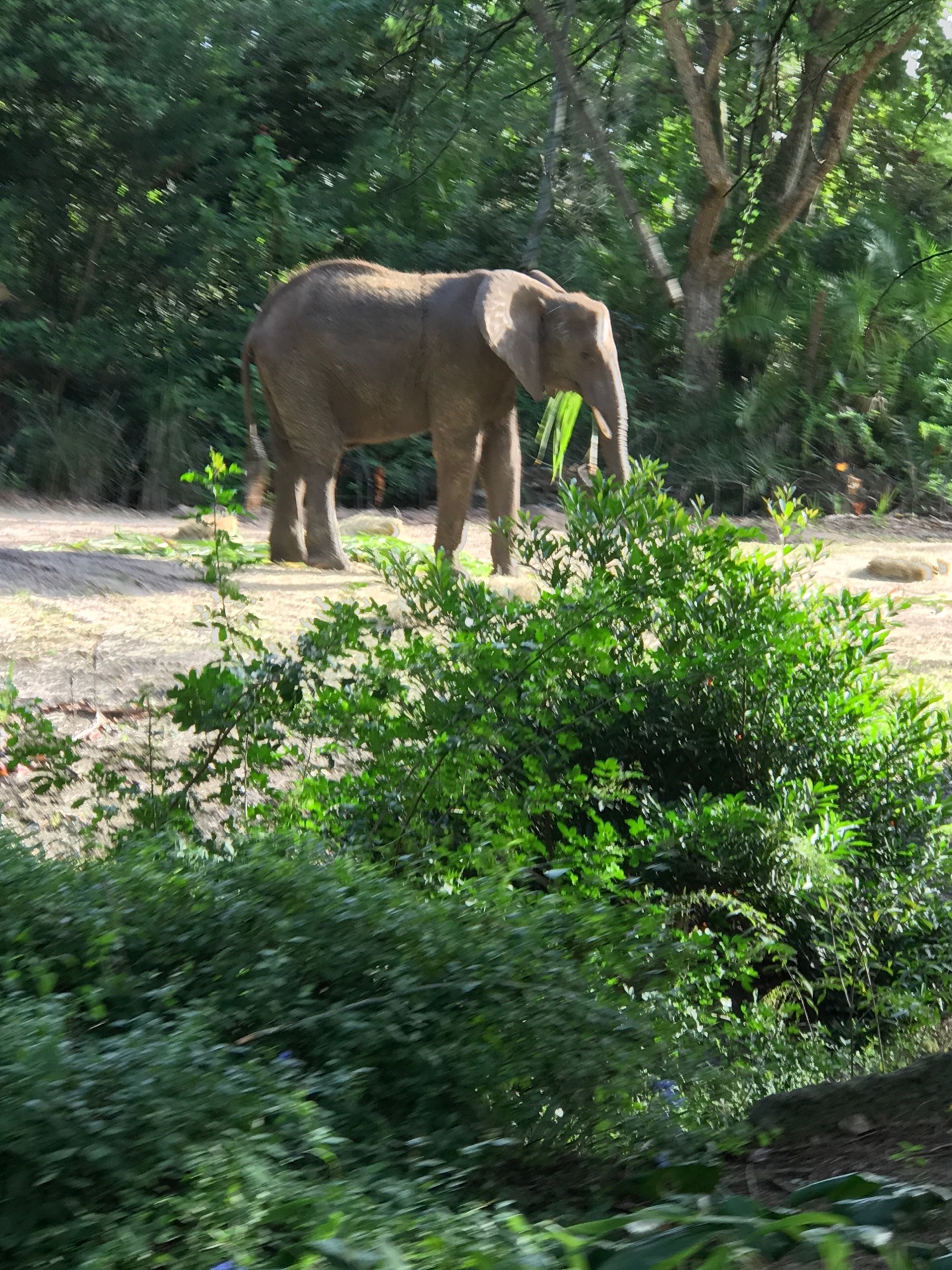 disney-trip-2016-93 photo