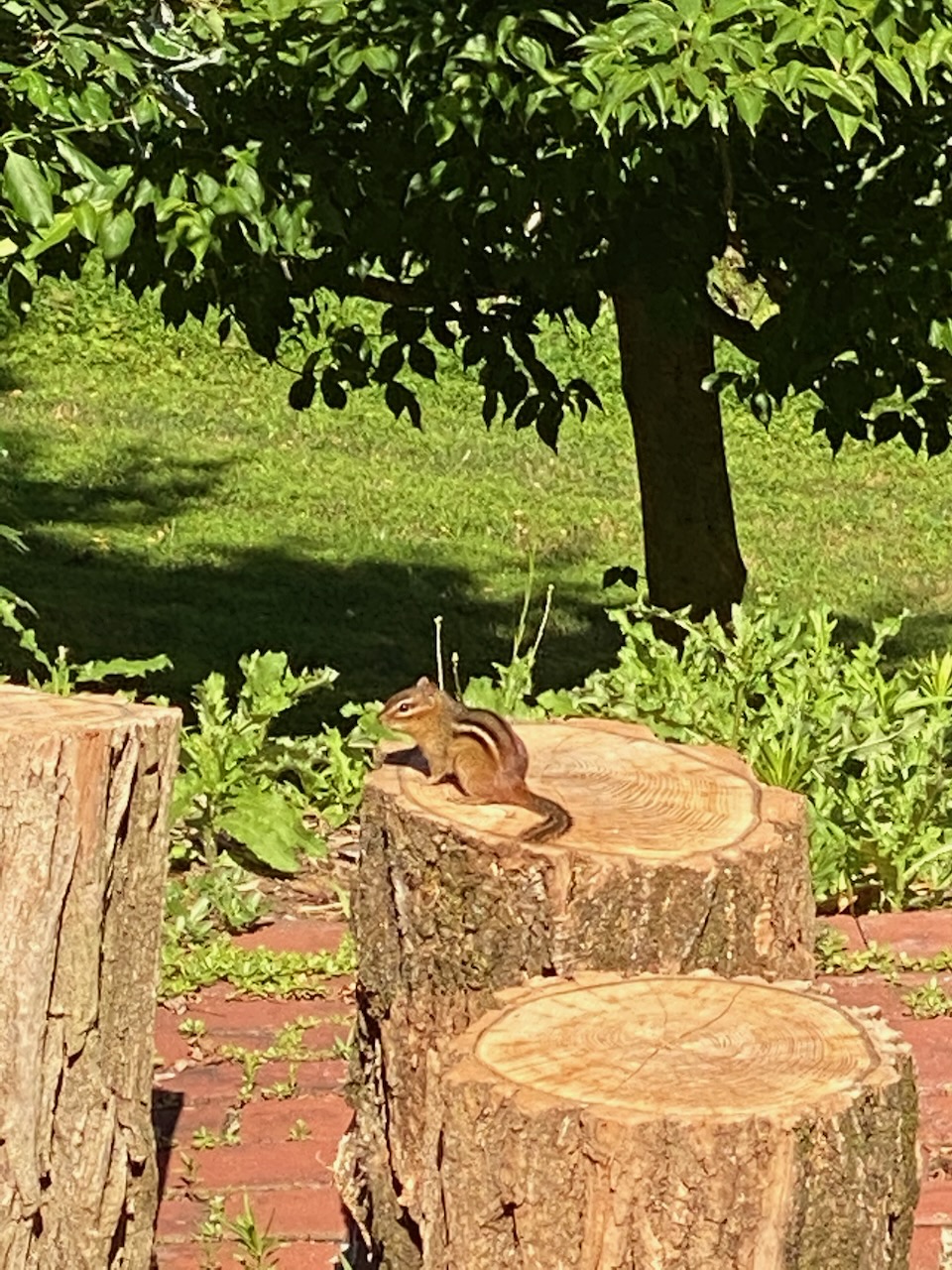 2020-05-15-wildife-04 photo